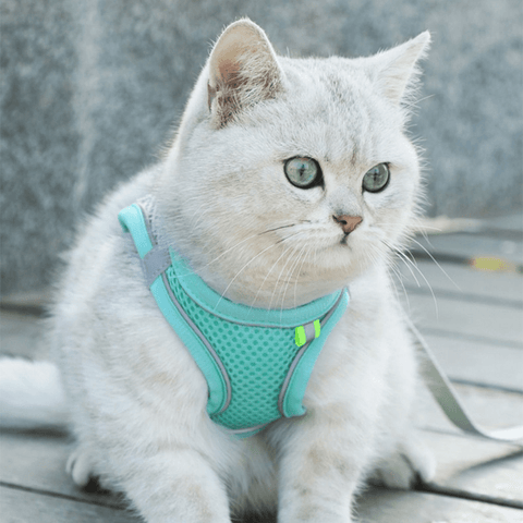 Pet Reflective Collar - La Vie Animale