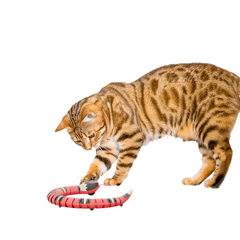 Fun Snake Cat Toy - La Vie Animale